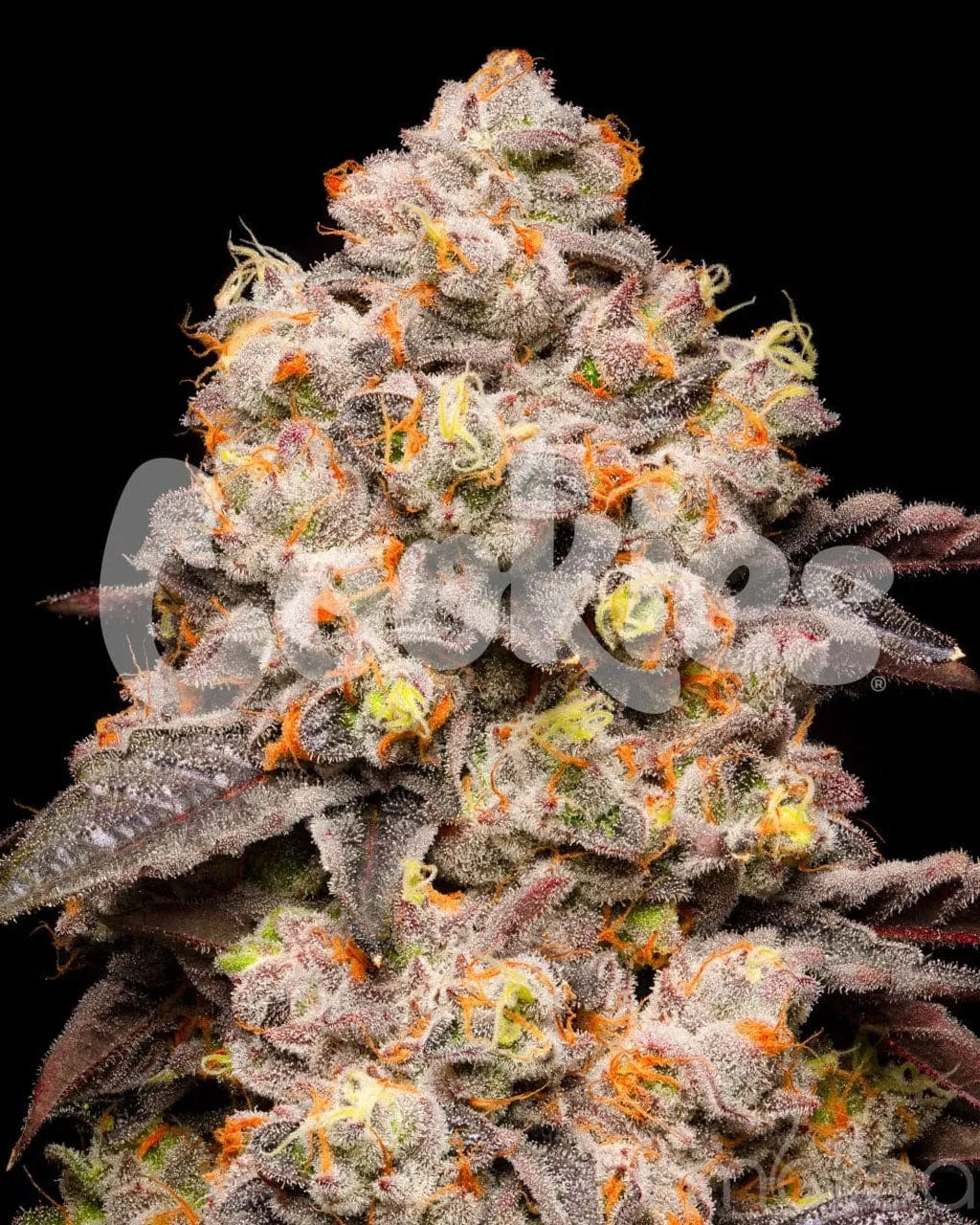 Cookies Cannabis Seeds - Dried Fruit