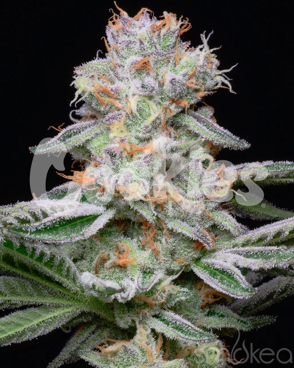 Cookies Cannabis Seeds - Grapefruitz